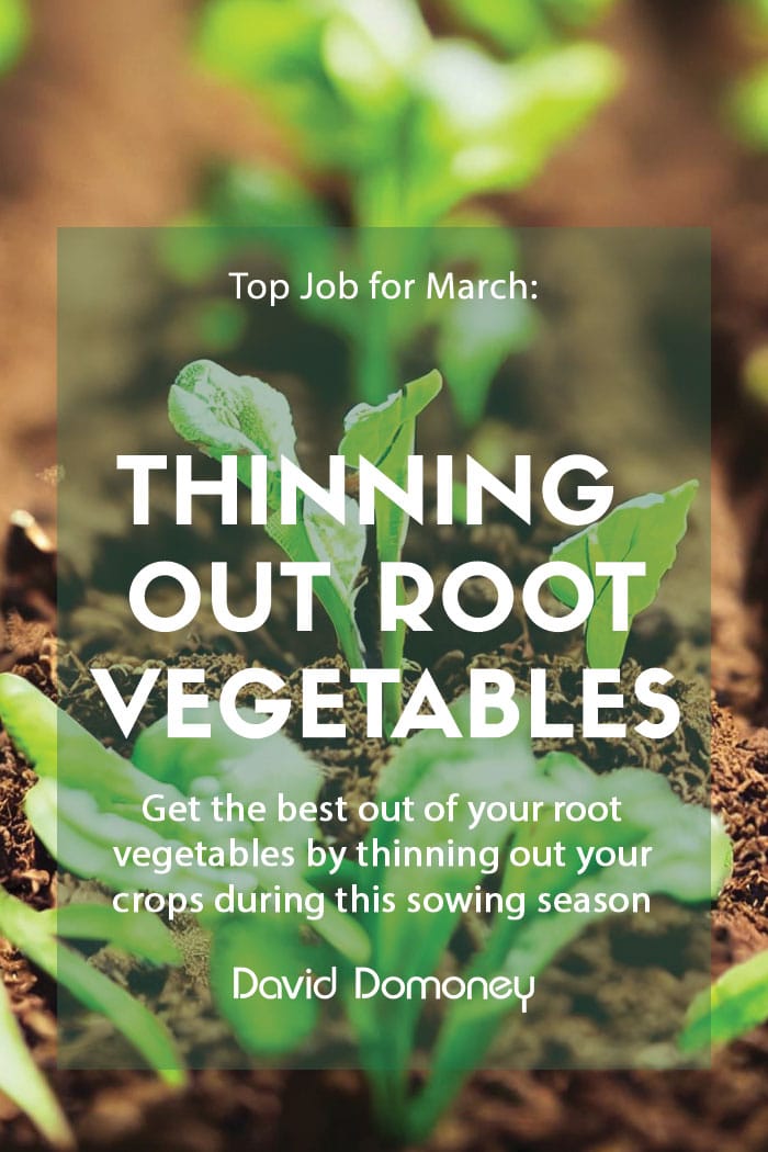 Guide to thinning out root vegetables