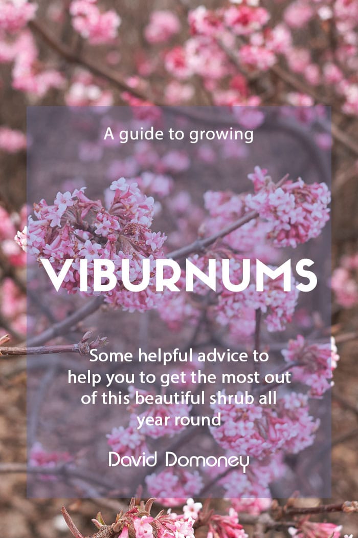 How to grow Viburnum