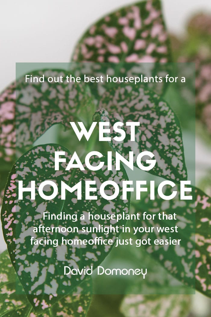 Houseplants for a West-facing home office