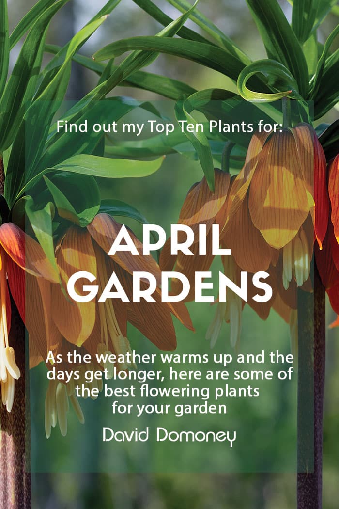 Top ten plants for April gardens 2023