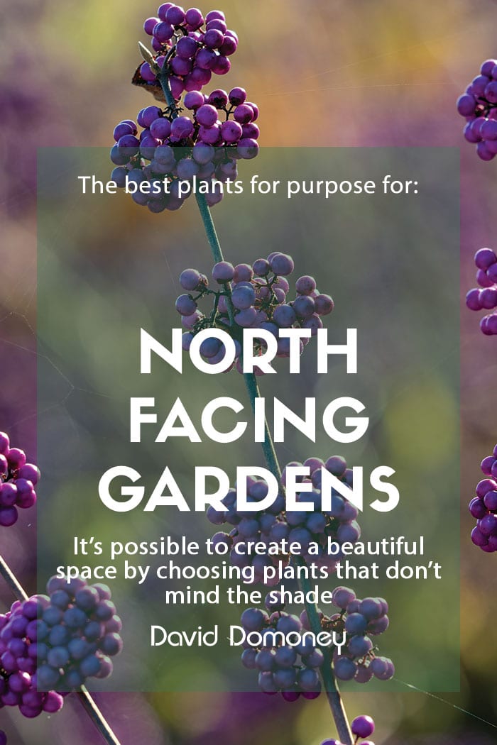 Plants for a Purpose – Plants for a North-Facing Garden