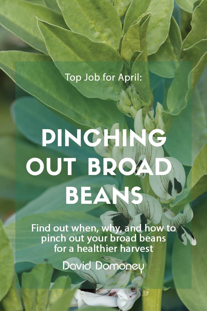 Pinching out broad beans