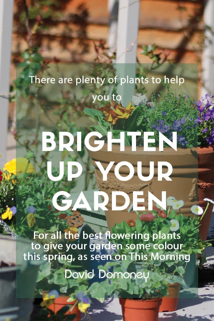 How to brighten up your garden this spring