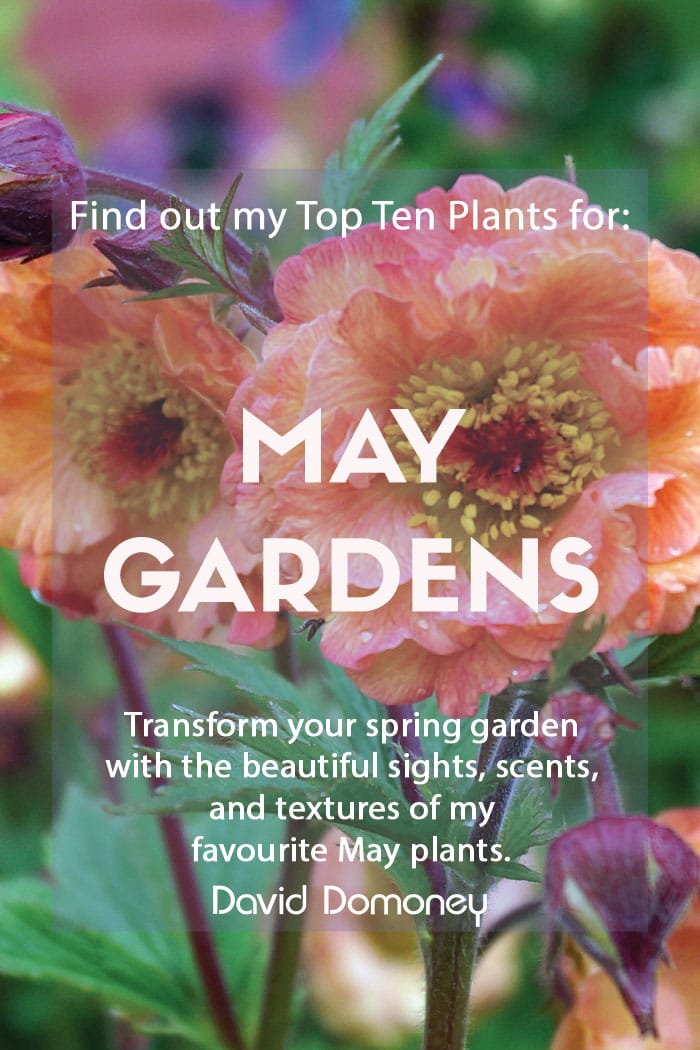 Top ten plants for May gardens 2023