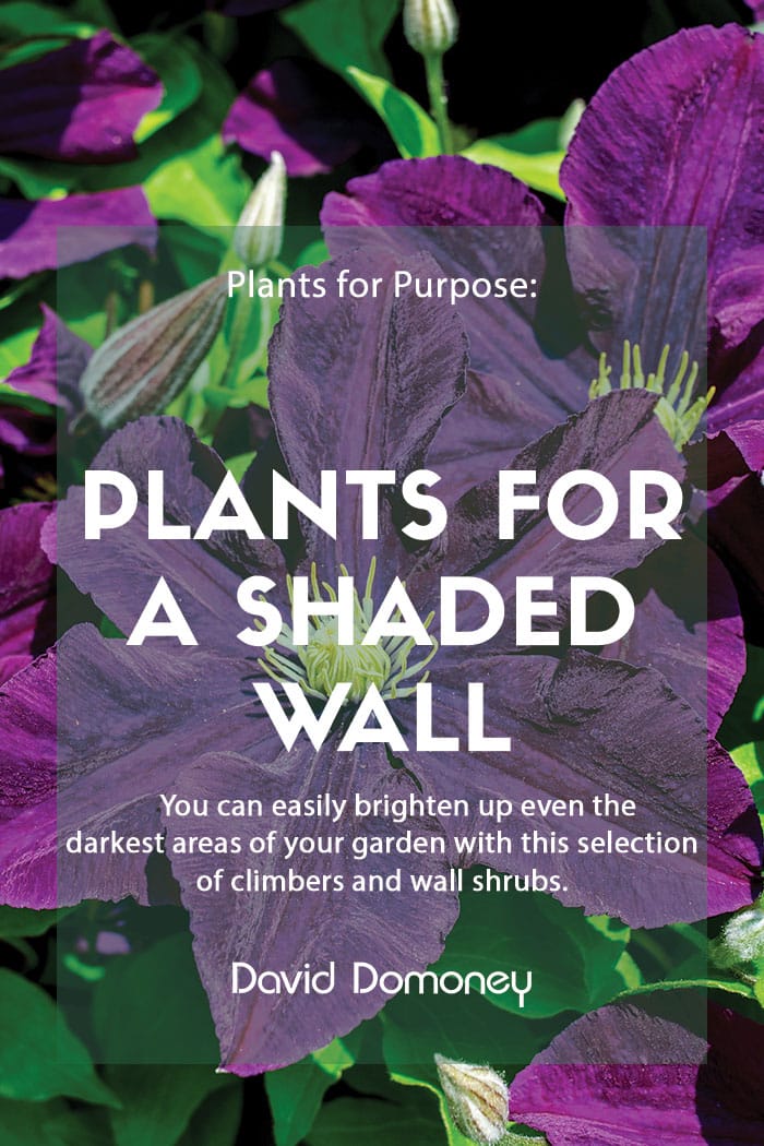 Plants for a Purpose – Plants for a Shaded Wall