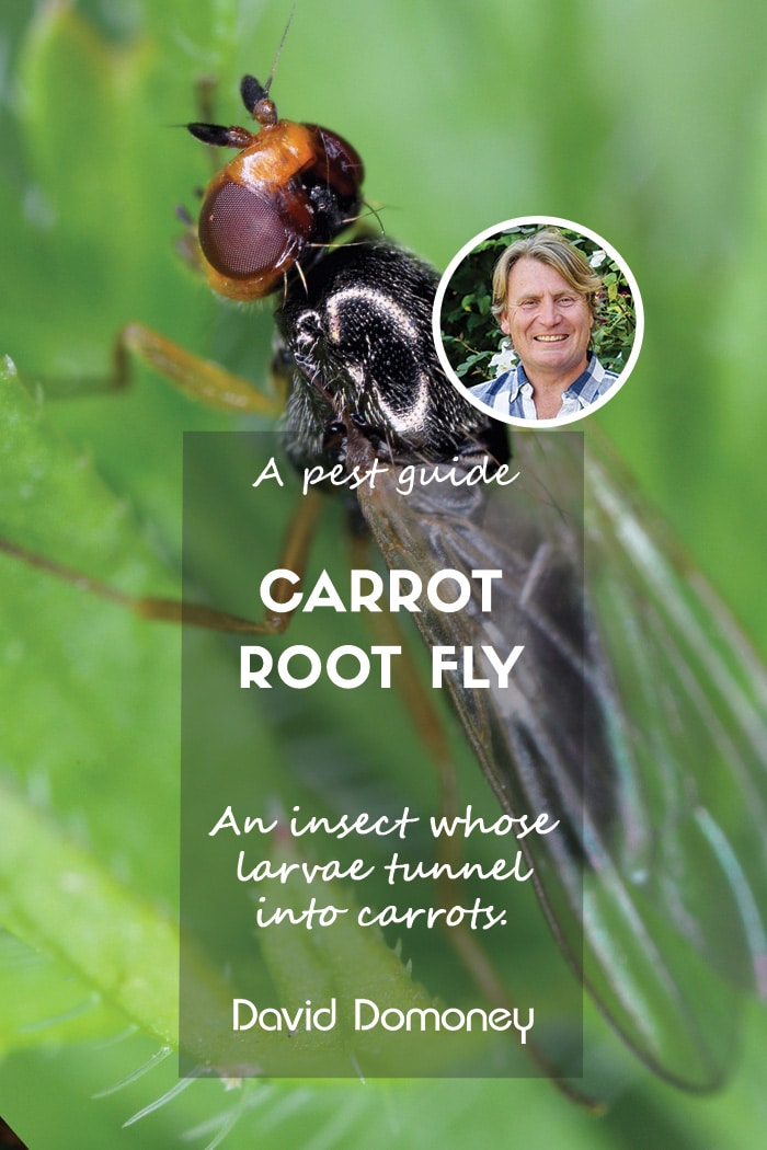 A pest & disease guide to: Carrot root fly