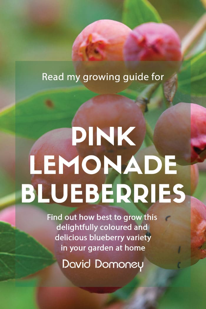 How to grow Pink Lemonade Blueberries