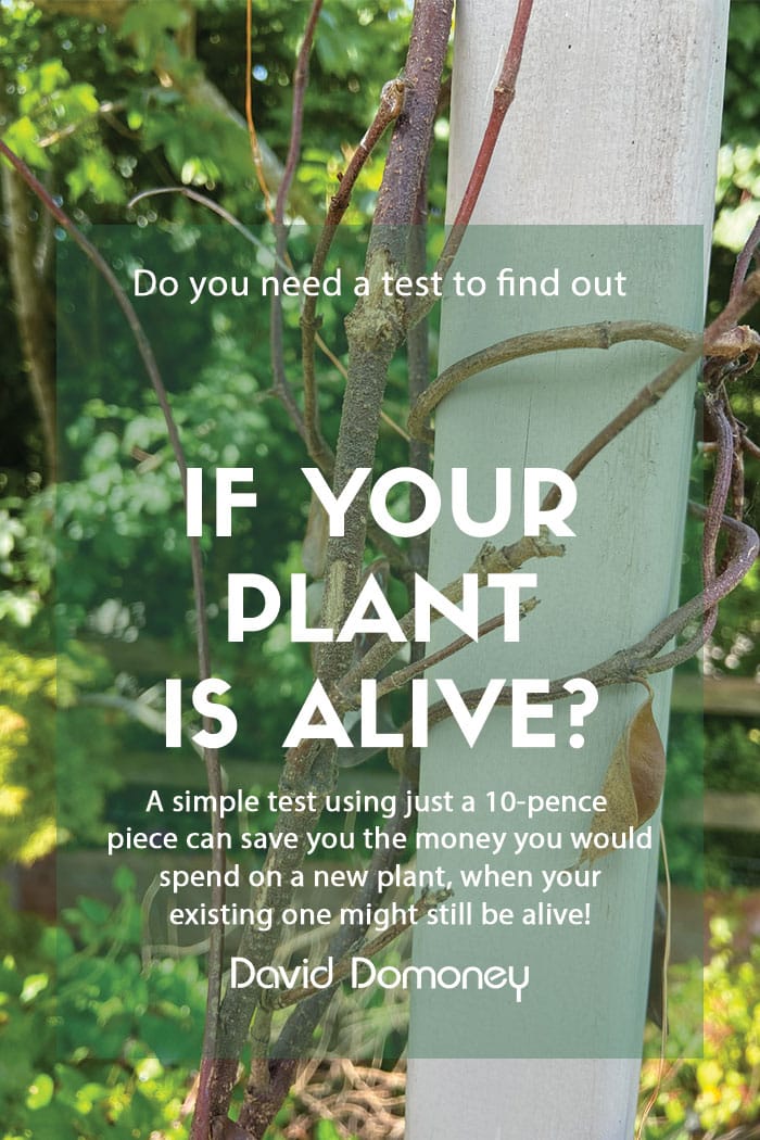 How to tell if your plant is still alive