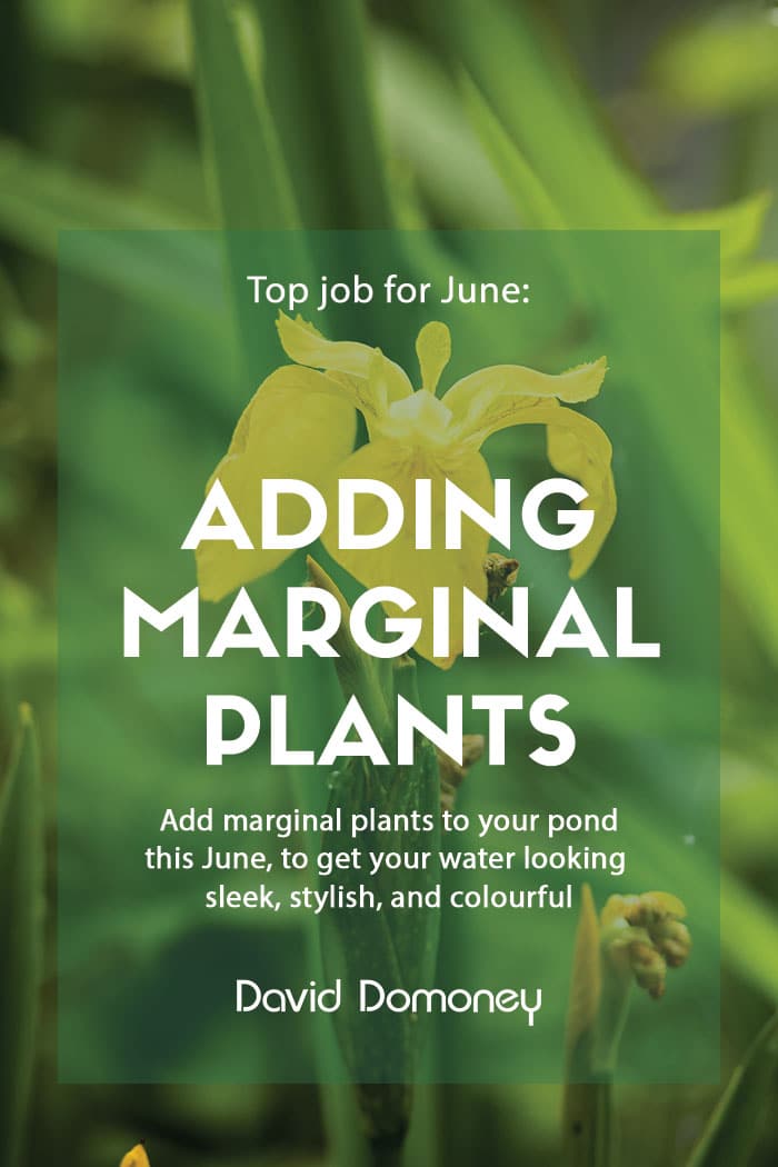 Top Job for June- Add Marginal Plants to your Pond