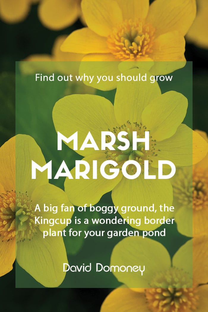 Why grow Marsh Marigolds in your garden