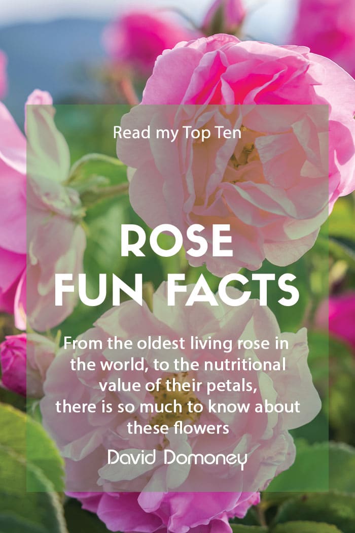 Top 10 Fun Facts about Roses