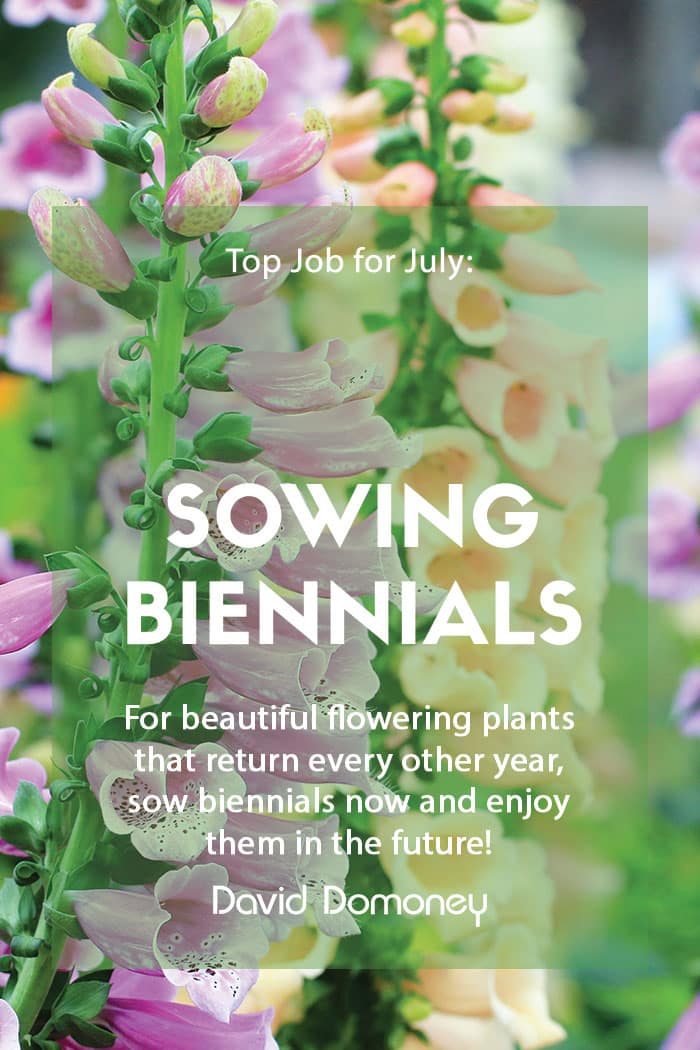 Top Job for July – Sow seeds of biennial plants