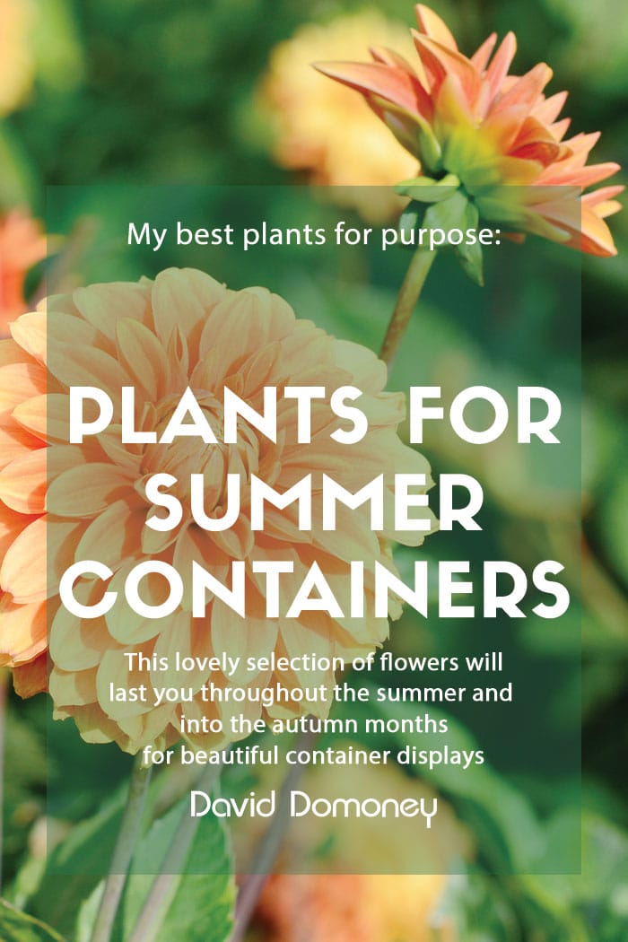 Plants for a Purpose – Foolproof plants for summer containers