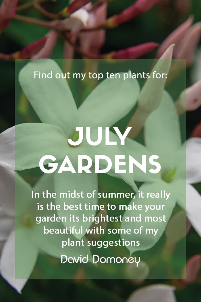 Top ten plants for July gardens 2023