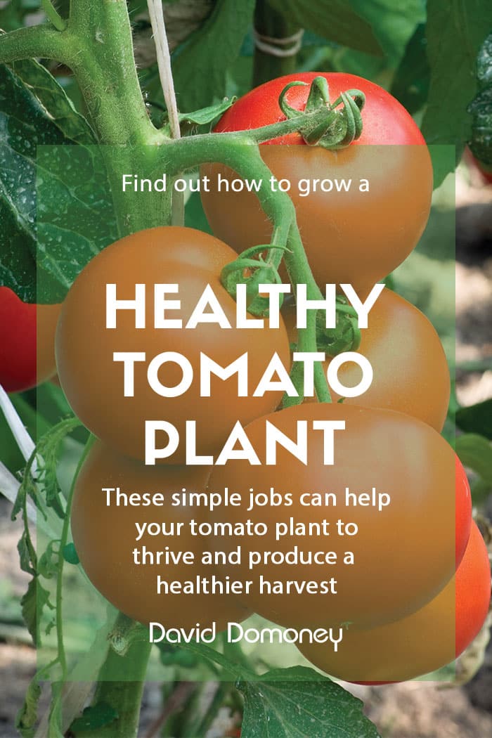 How to keep your tomato plant healthy