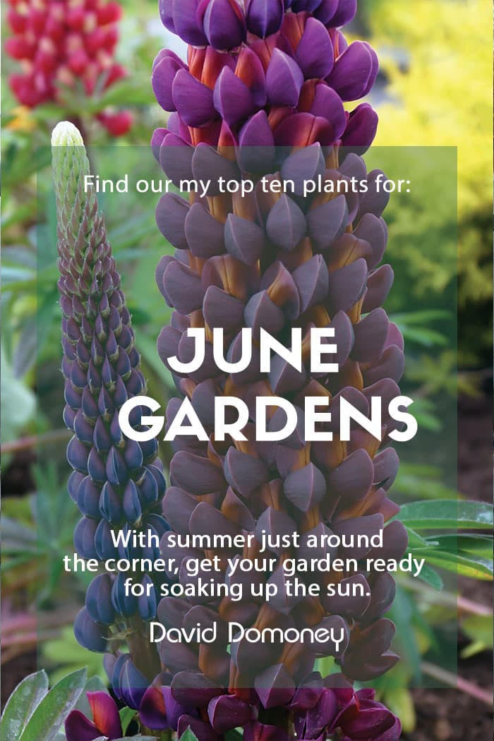 Top ten plants for June gardens 2023