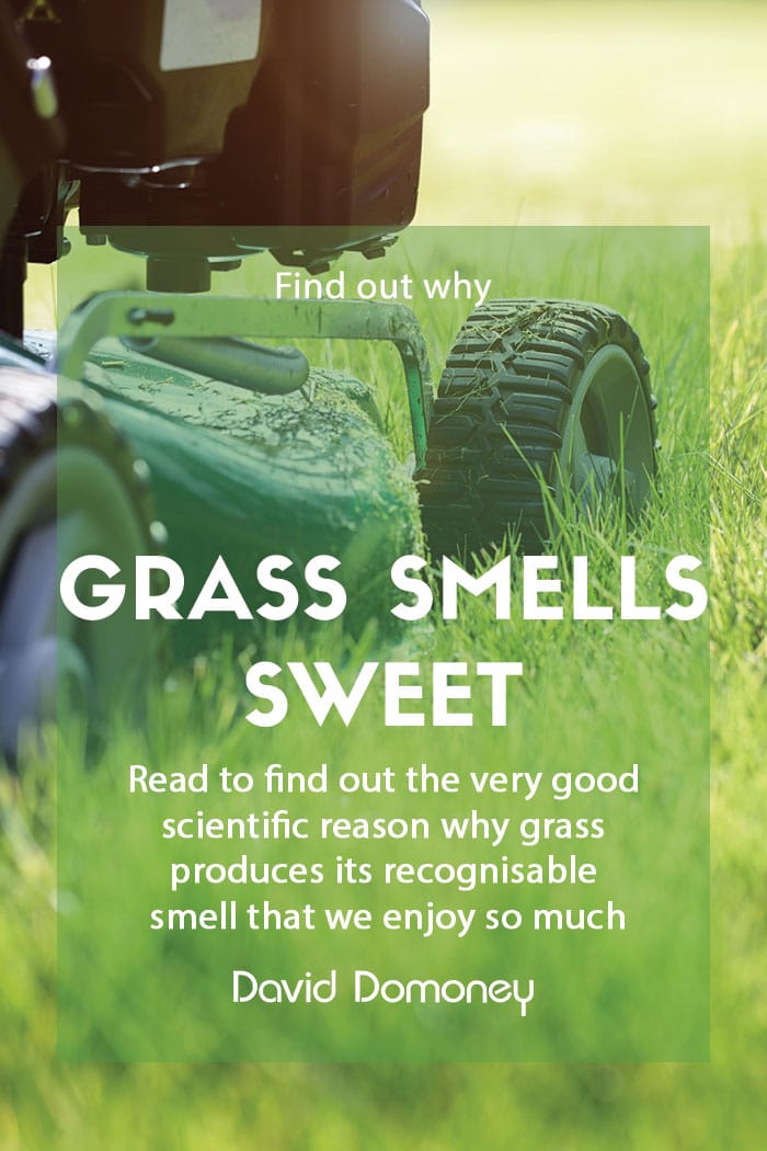 Why does newly mowed grass smell sweet?