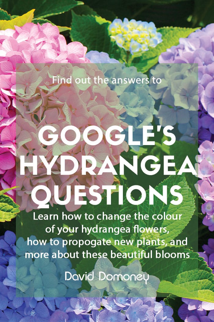 Google’s most asked questions about Hydrangeas