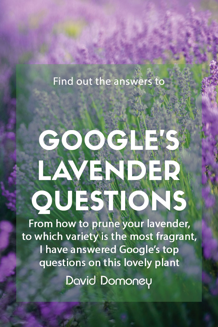 Google’s most asked questions about Lavender