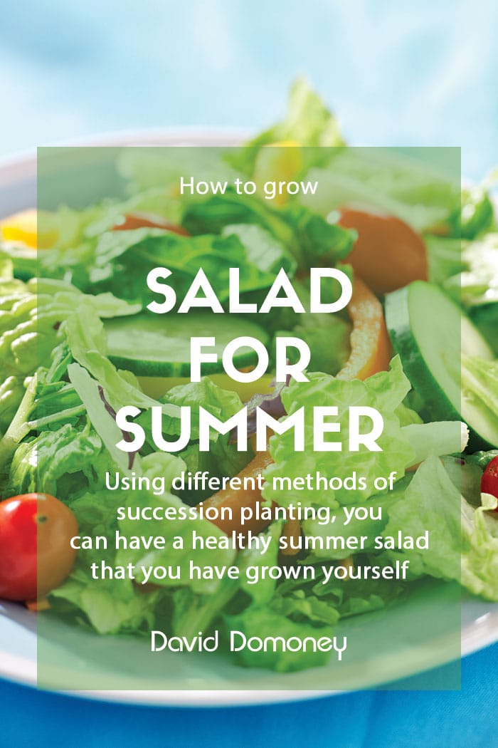 How to grow your own salad in time for summer