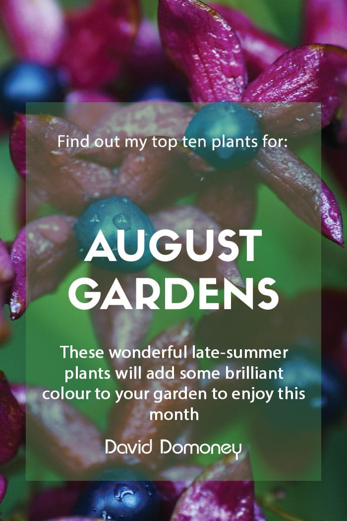 Top ten plants for August gardens 2023