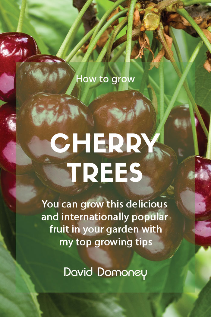 How to grow your own cherries at home