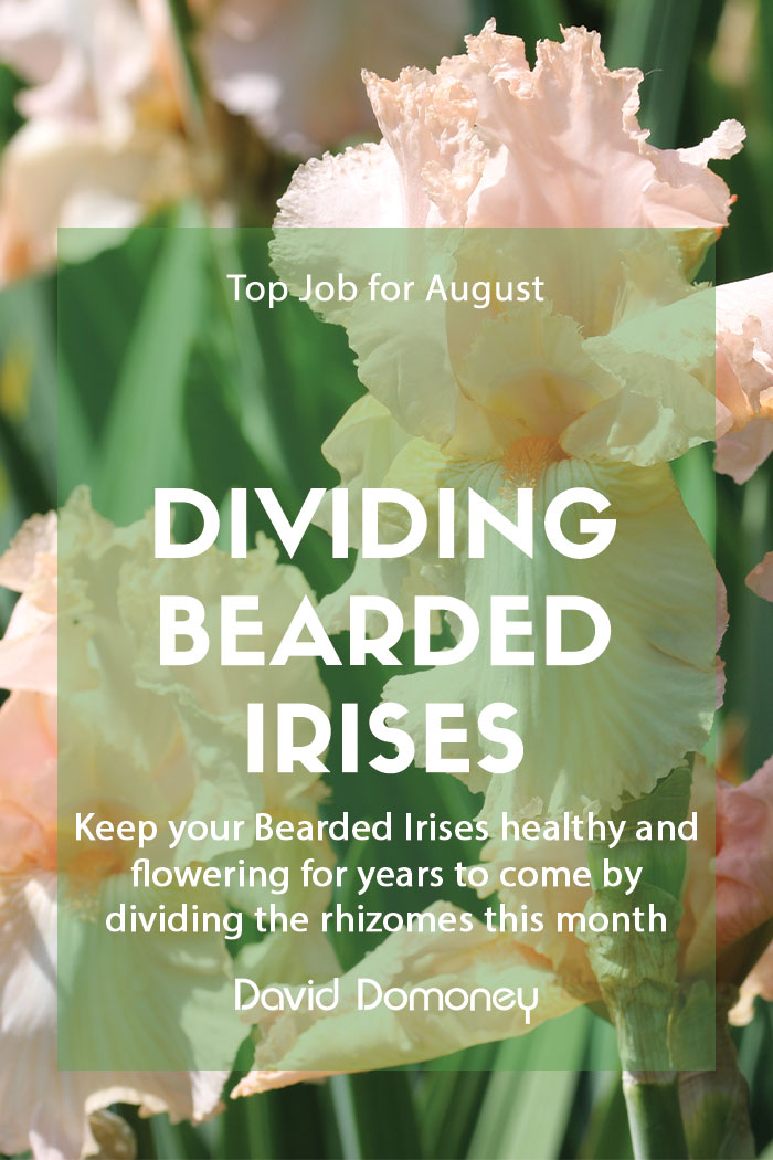 Top Job for August – Dividing Bearded Irises