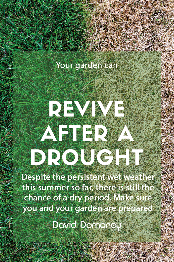 How to revive plants after a drought