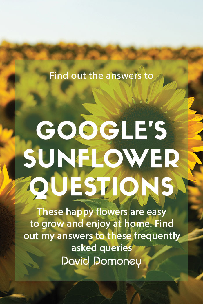 Google’s most asked questions about Sunflowers