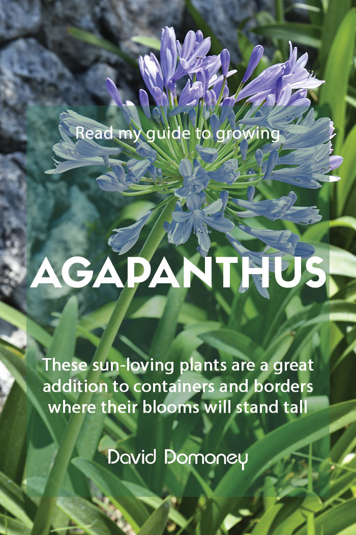 Google’s most asked questions about Agapanthus (African Lily)