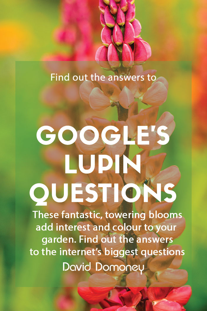 Google’s most asked questions about Lupins