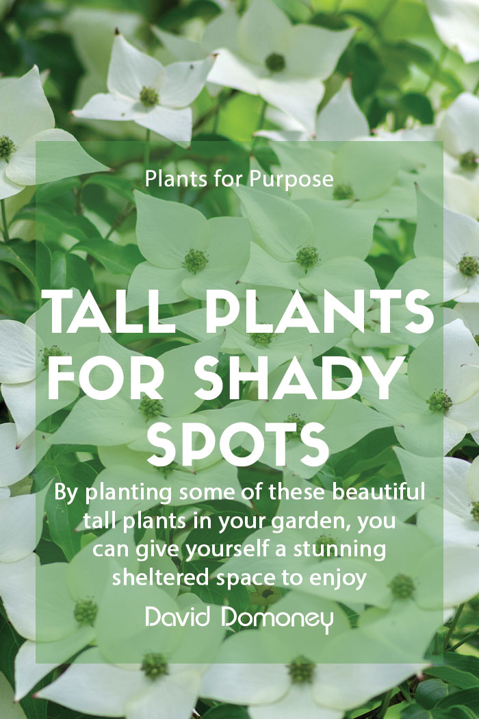 Plants for a Purpose – Tall plants for a shaded spot