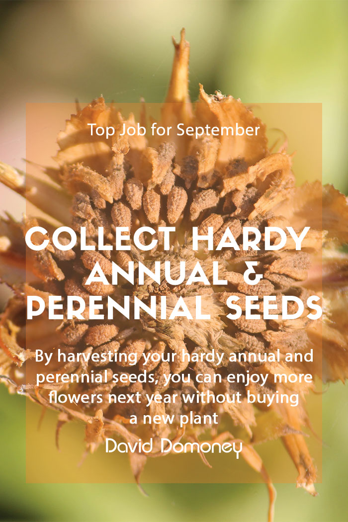 Top Job for September – Collecting hardy annual and perennial seeds