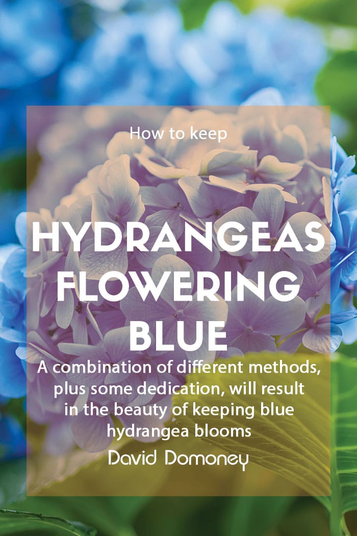 How do I keep my Hydrangeas flowering blue?