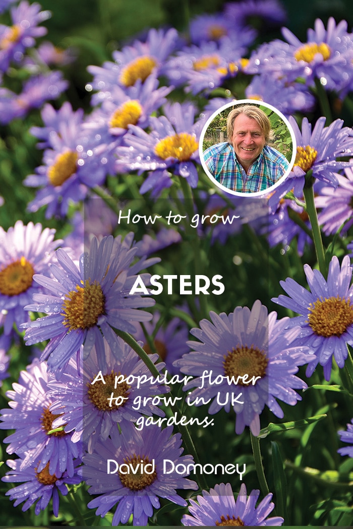 How to grow Asters