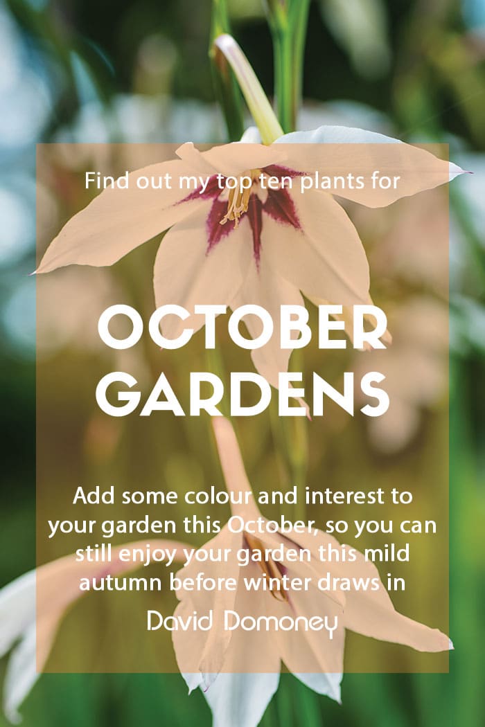 October top ten plants 2023