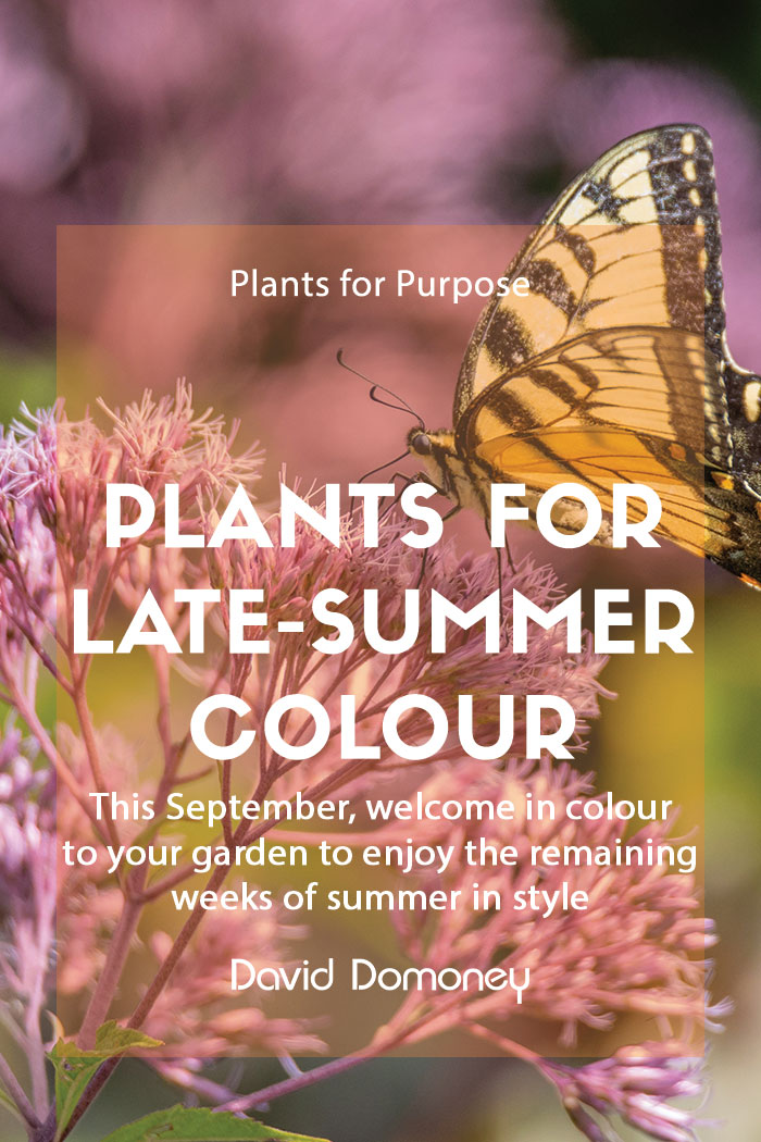 Plants for a Purpose – Plants for late-summer colour