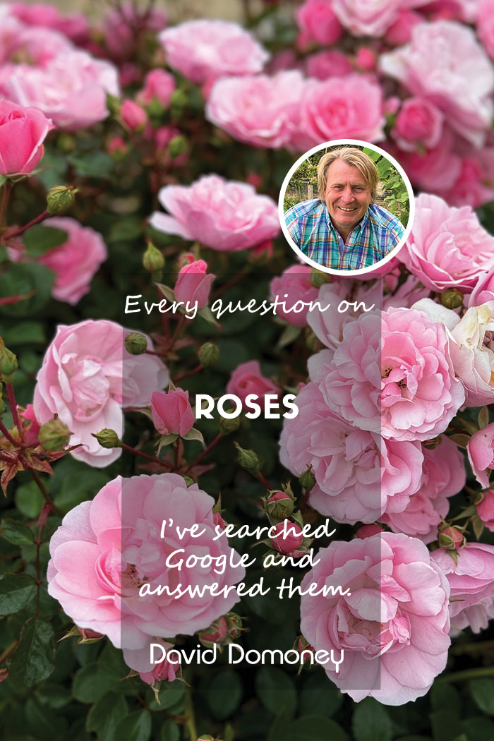 Google’s most asked questions about Roses