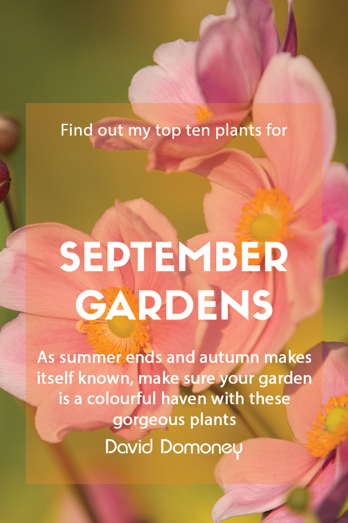 Top ten plants for September gardens 2023