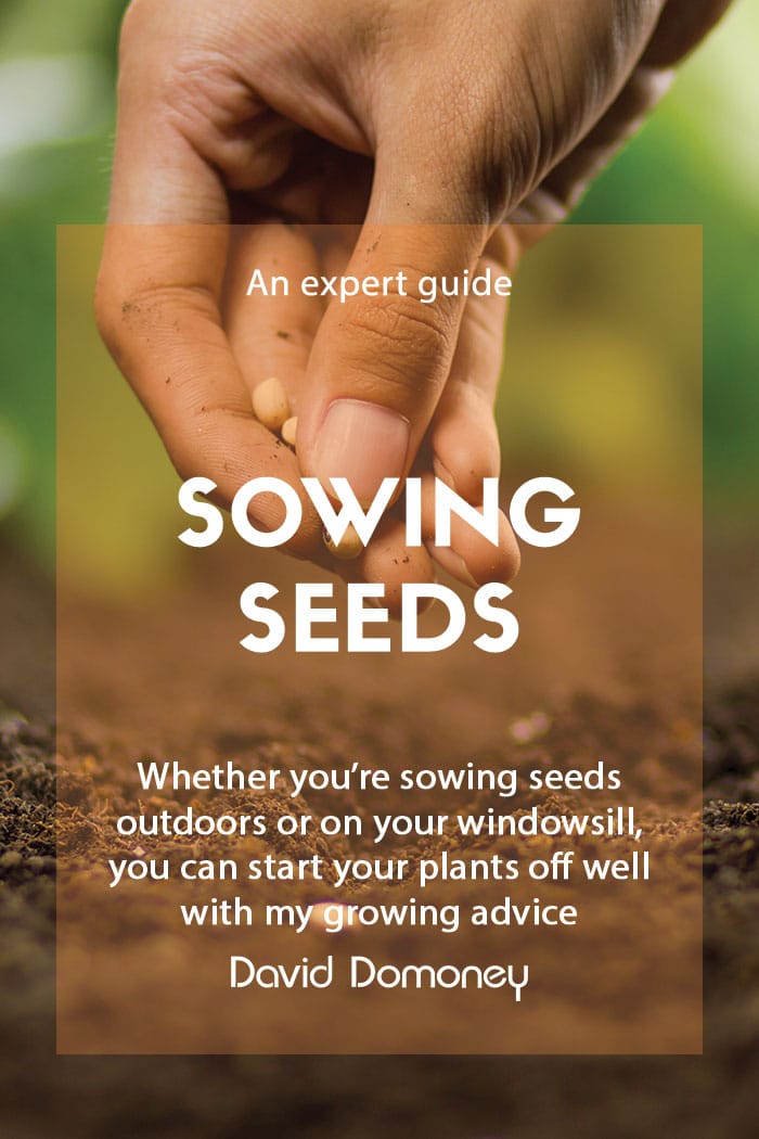 How to sow seeds like an expert