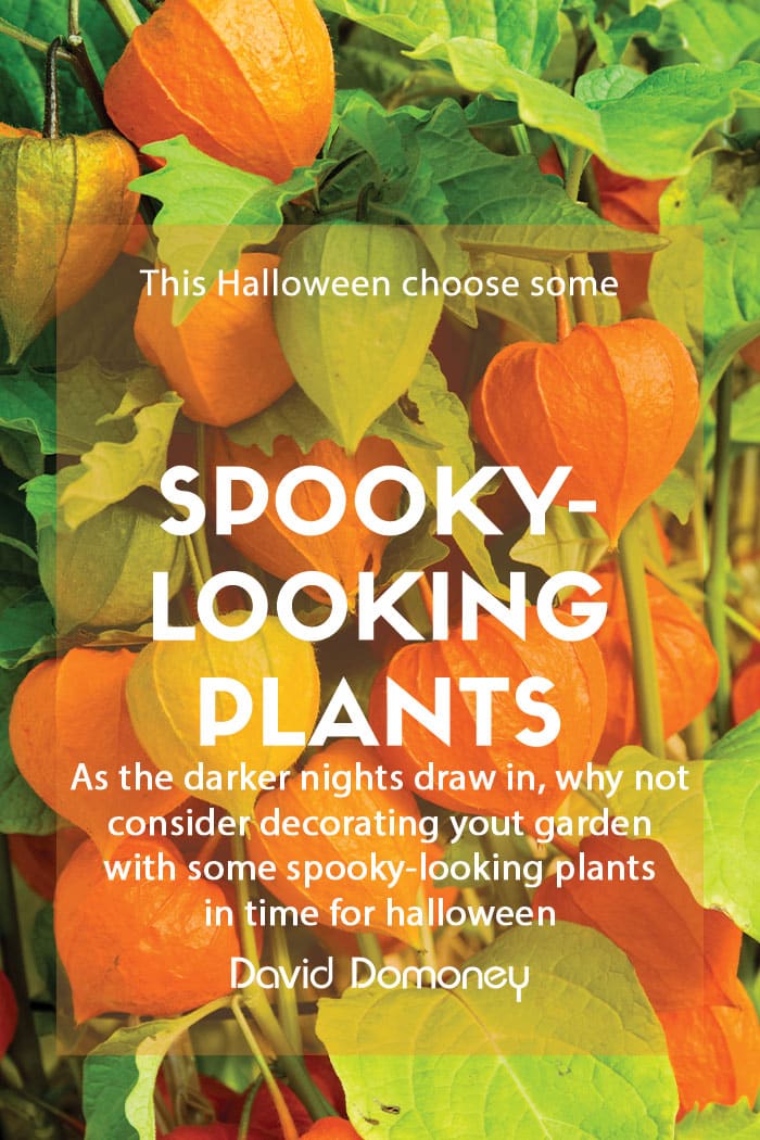 Plants for a Purpose – Spooky-looking plants for Halloween