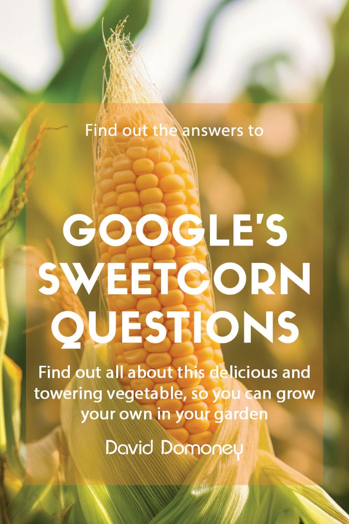 Google’s most asked questions about Sweetcorn