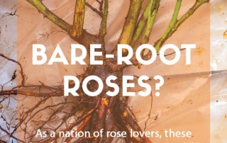 What are and when do you plant bare root roses.