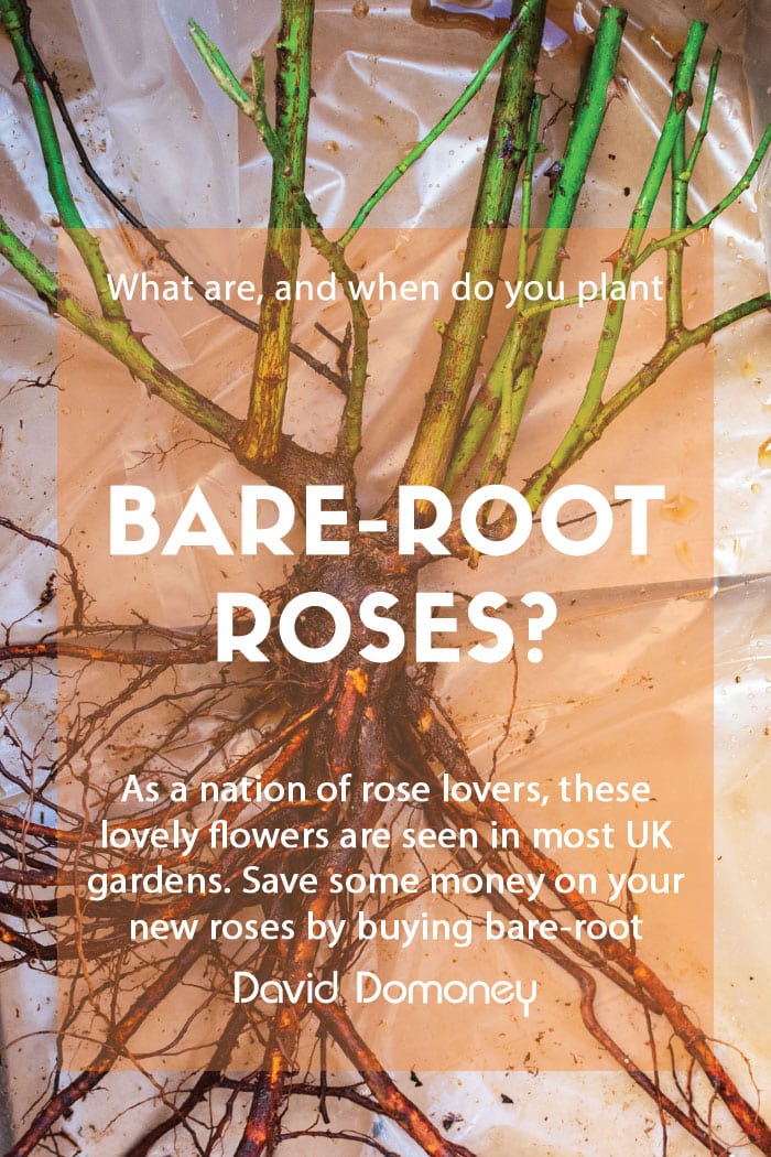 What are bare-root roses, and when do you plant them?