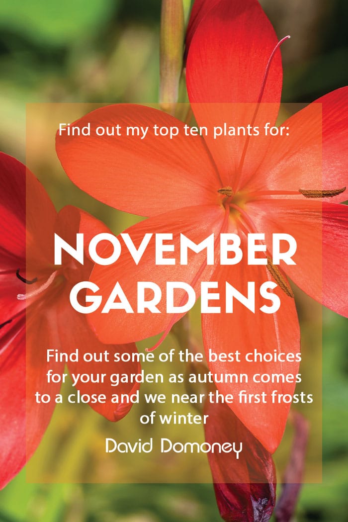 Top ten plants for November gardens 2023