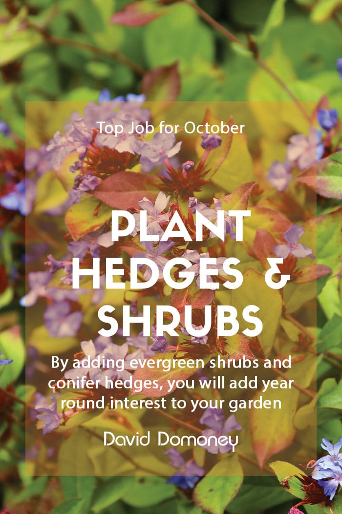 Top Job for October – Plant Evergreen Shrubs & Conifer Hedges