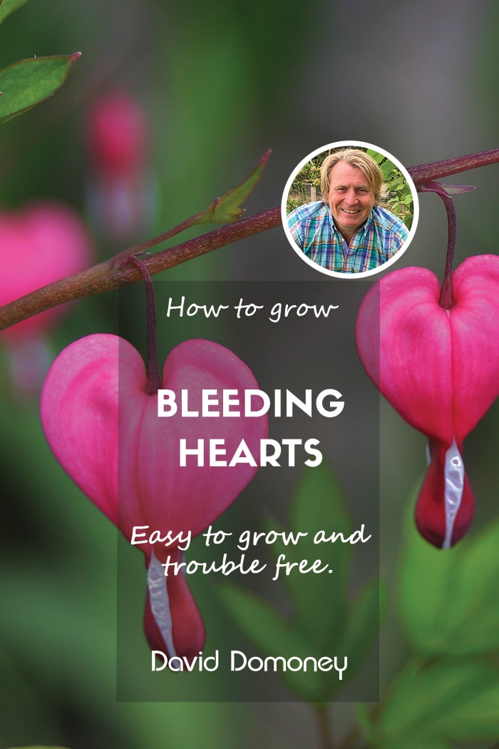 How to grow Lamprocapnos (Bleeding Hearts)