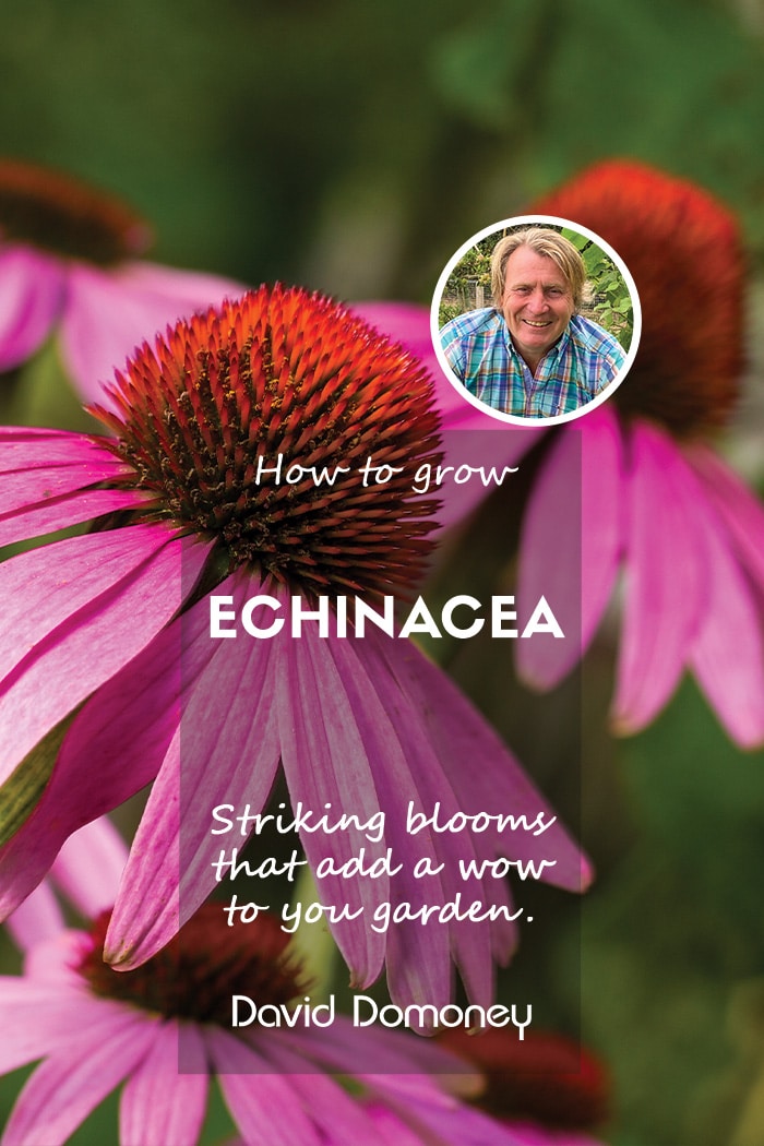 How to grow Echinacea