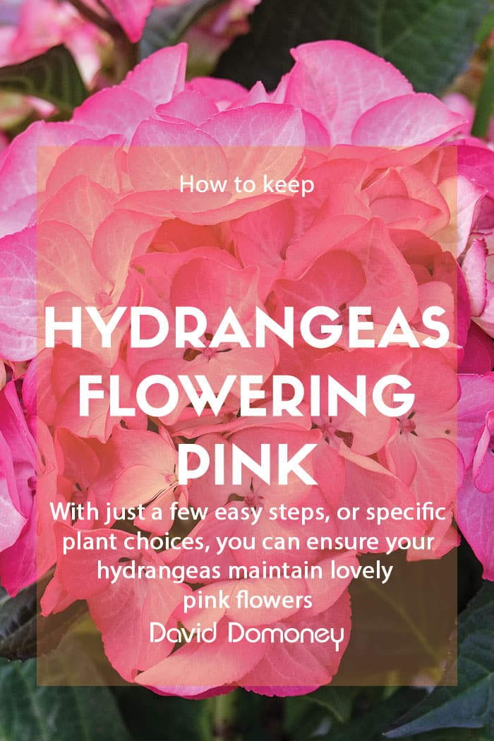 How do I keep my Hydrangeas flowering pink?