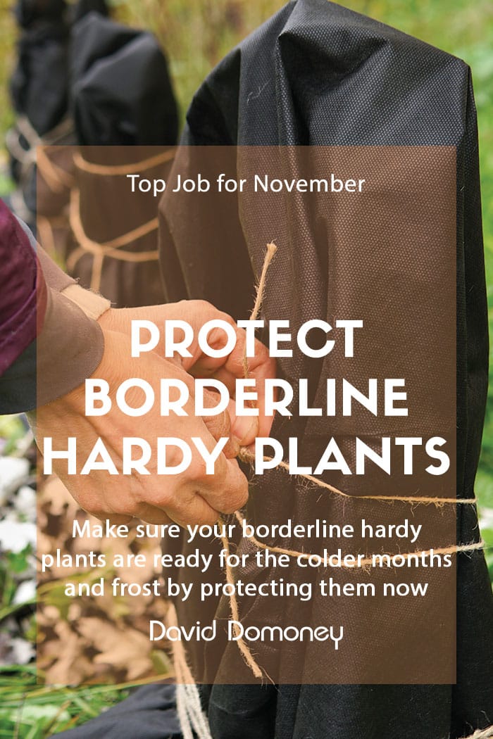 Top job borderline hardy plants feature blog